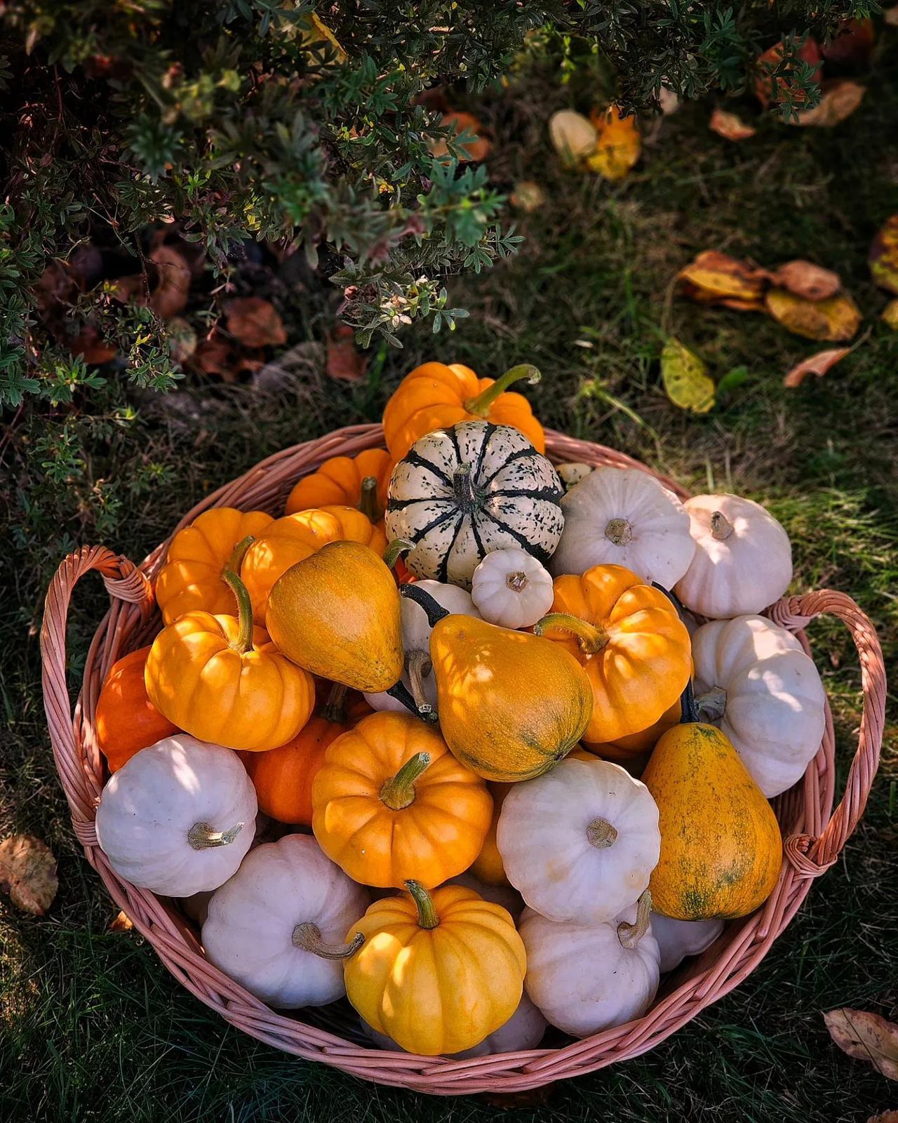 丰收的季节 丰盛的收获🌶🥕🍂
.