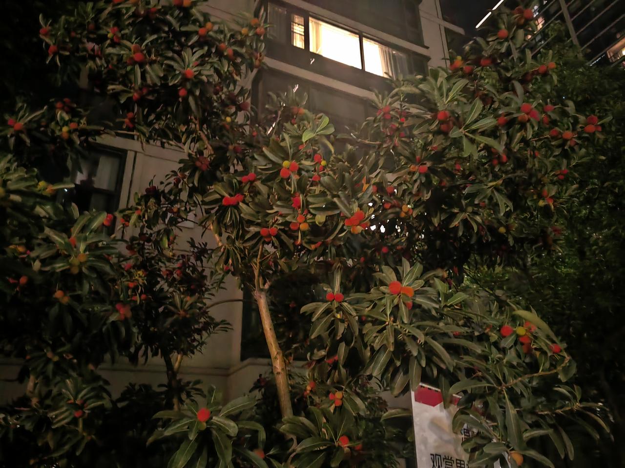 6月21号是今年的夏至，我们农村有句俗话说的是，“夏至杨梅满山红”，昨天晚上在小