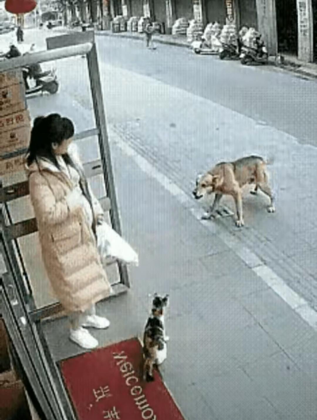 连科学都解释不清了
这只流浪猫
真的太有灵性了！
临近预产期的王女士，担心自己这