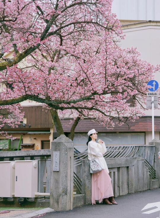 闭眼冲吧🌸日本的樱花开咯（后附live图）