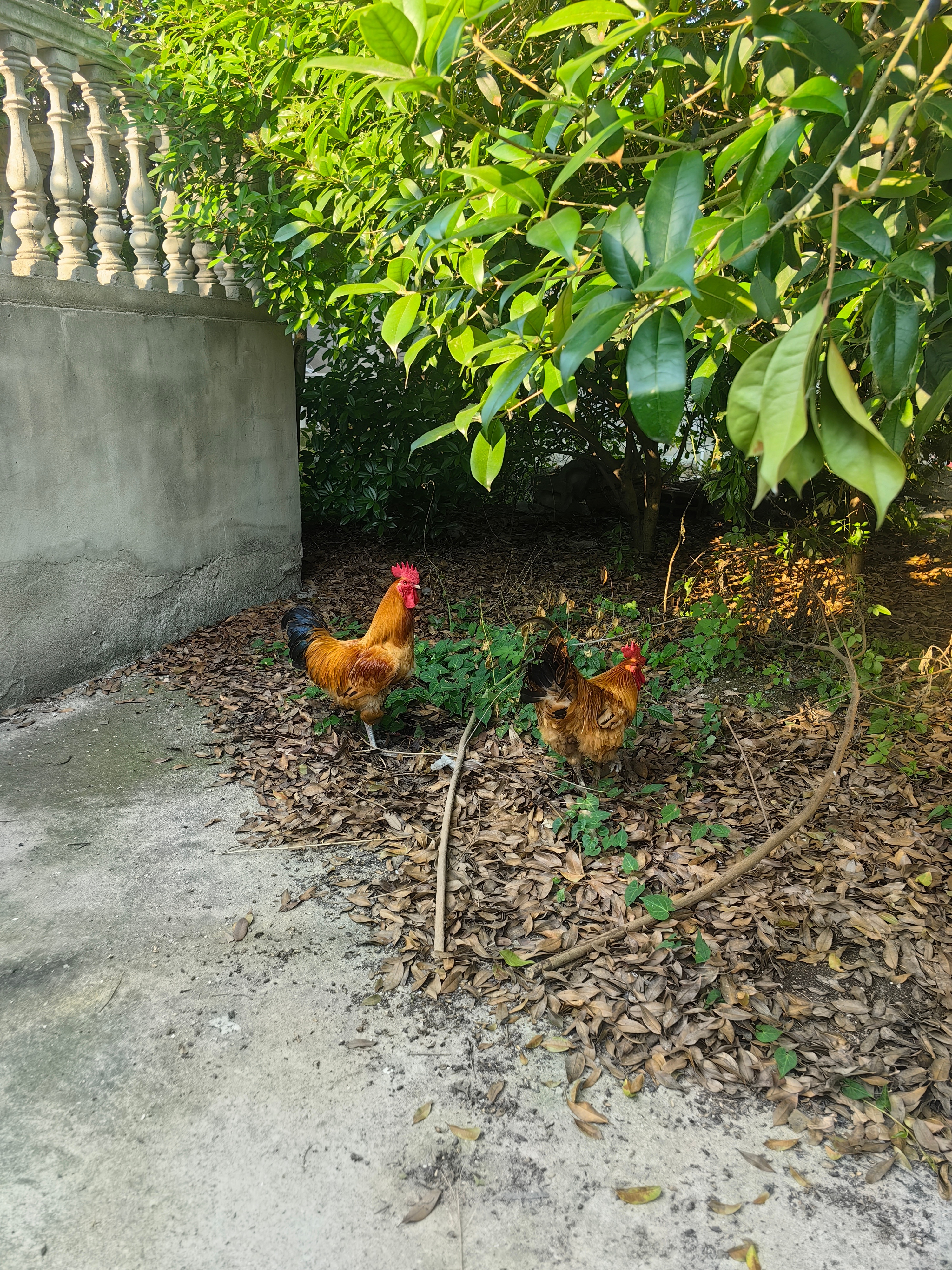今天遇到一对很猖狂的🐔，领居家养的，但是不怕人，我都到它面前了，它也只是看着我