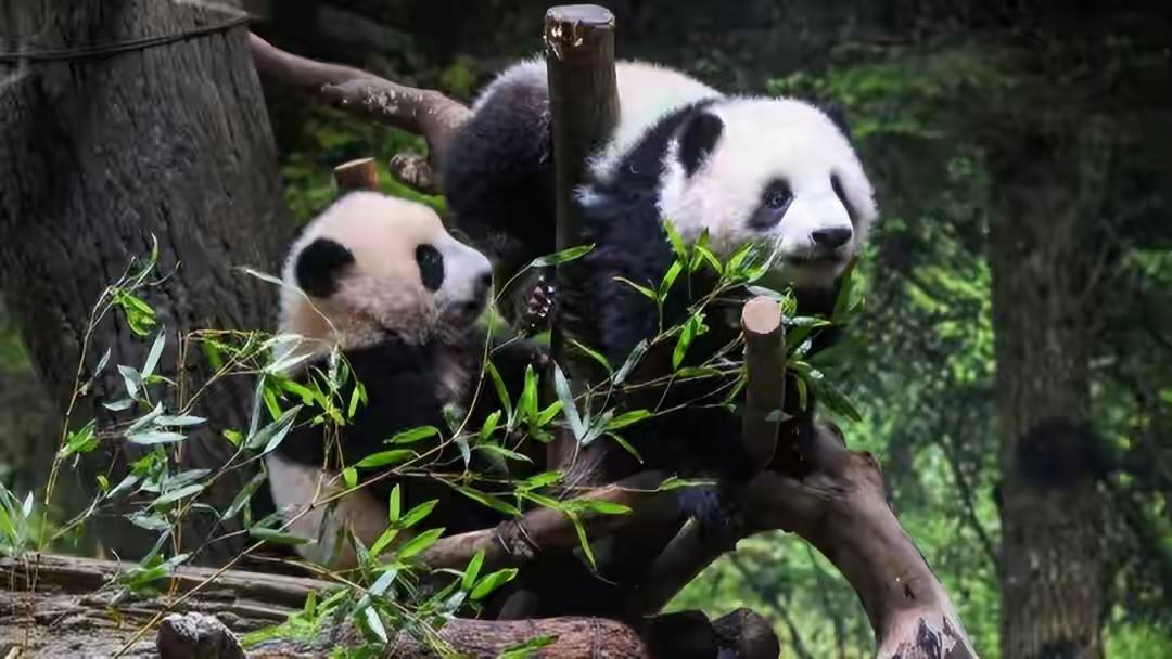 没想到大熊猫成为中日关系的晴雨表！

12月15日，日本东京都政府发布消息称，旅