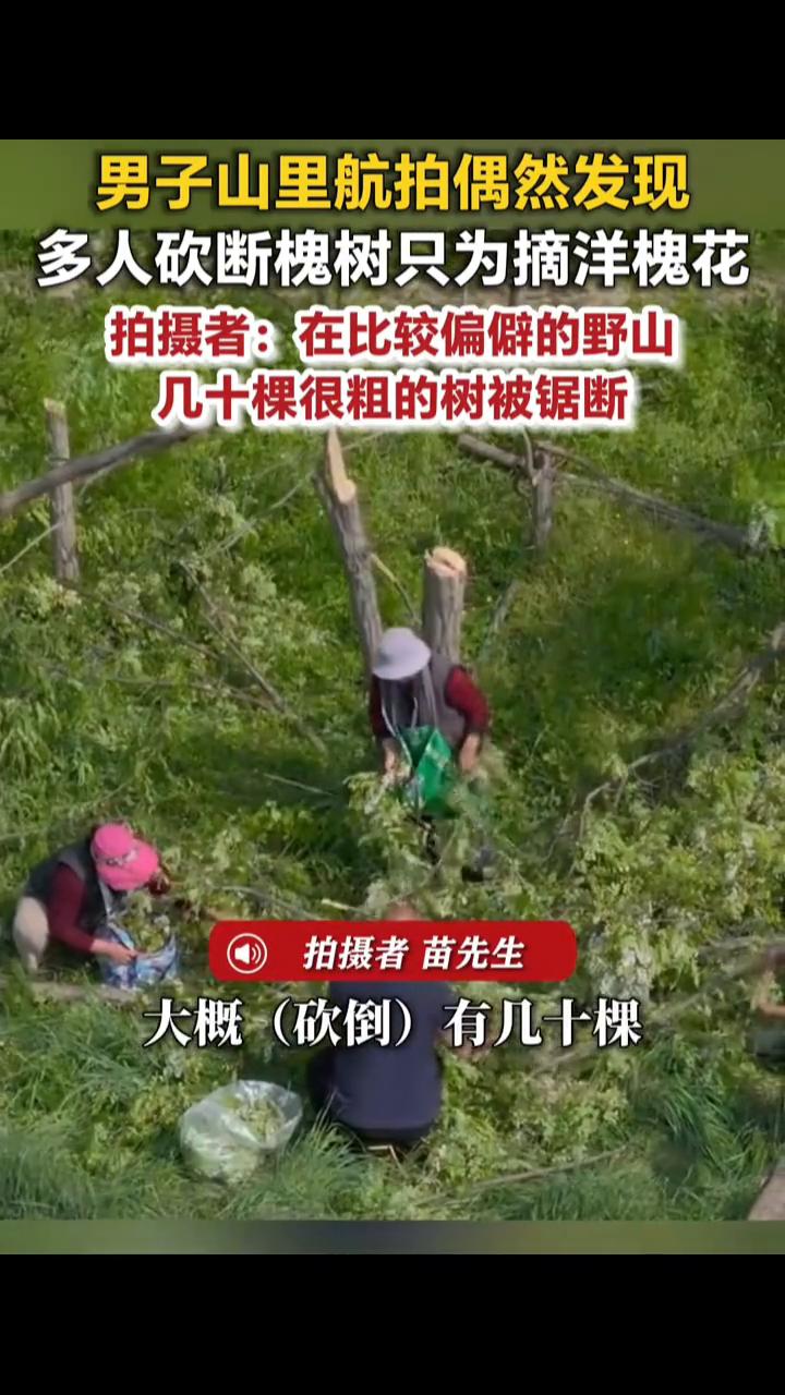 男子山里航拍偶然发现多人砍断槐树只为摘洋槐花。
拍摄者苗先生。
4月30日(发布