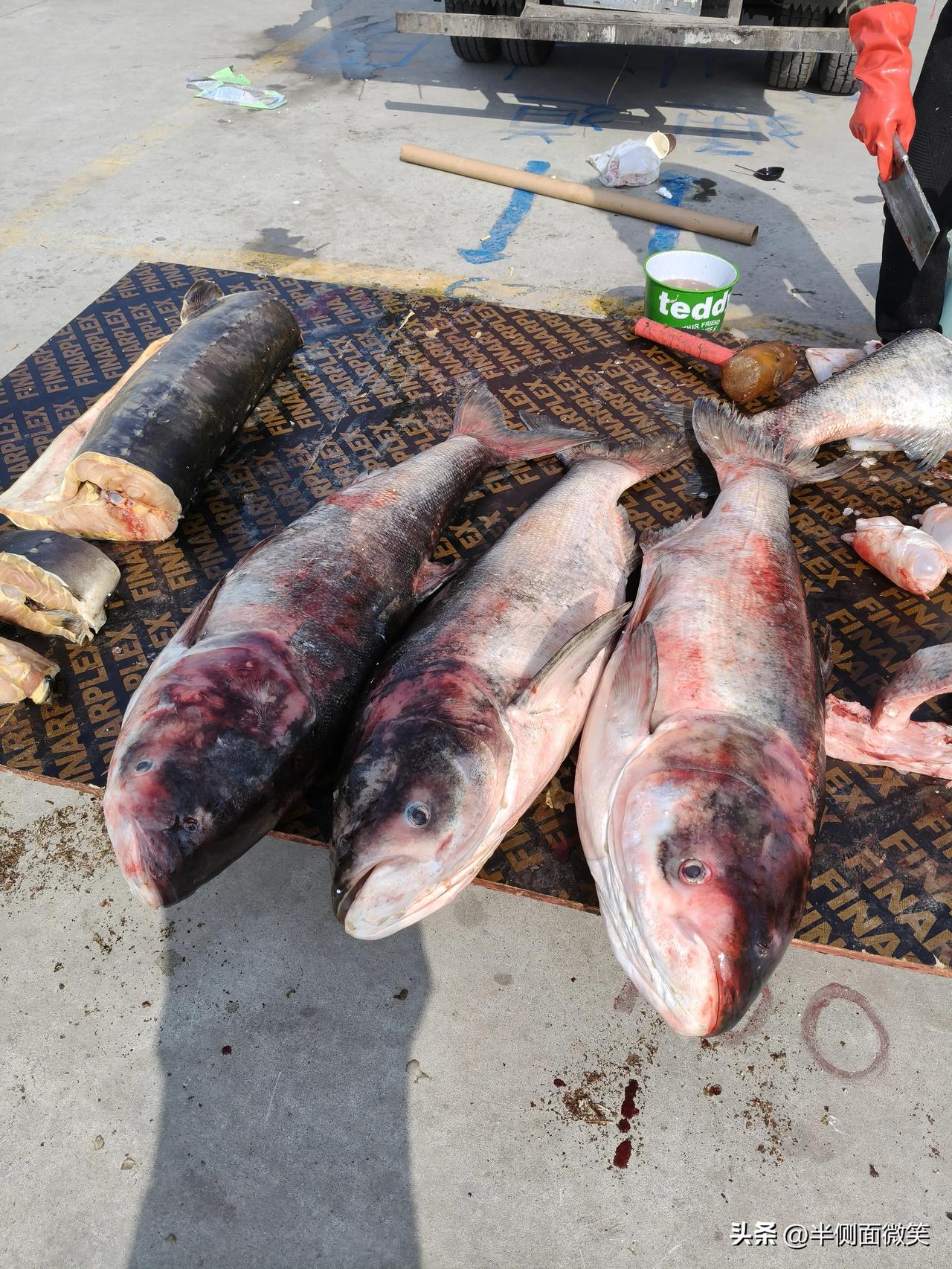 这东北大集长见识了吧？虽然不知道这是什么鱼，但初见时把我惊到了，这么大一个头真的