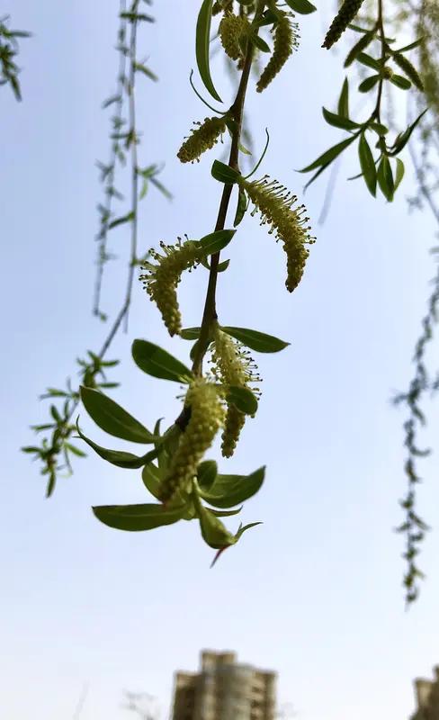 今儿出门，路上的春日街景简直绝了。街道两旁的桃花开得正盛，粉粉嫩嫩的花瓣随风飘落