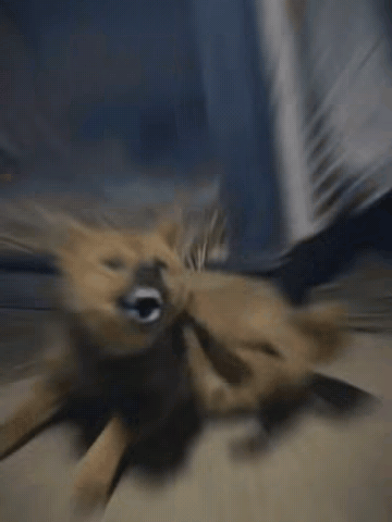 这狗也是知道什么家伙厉害，张牙舞爪只是对赤手空拳的人啊！