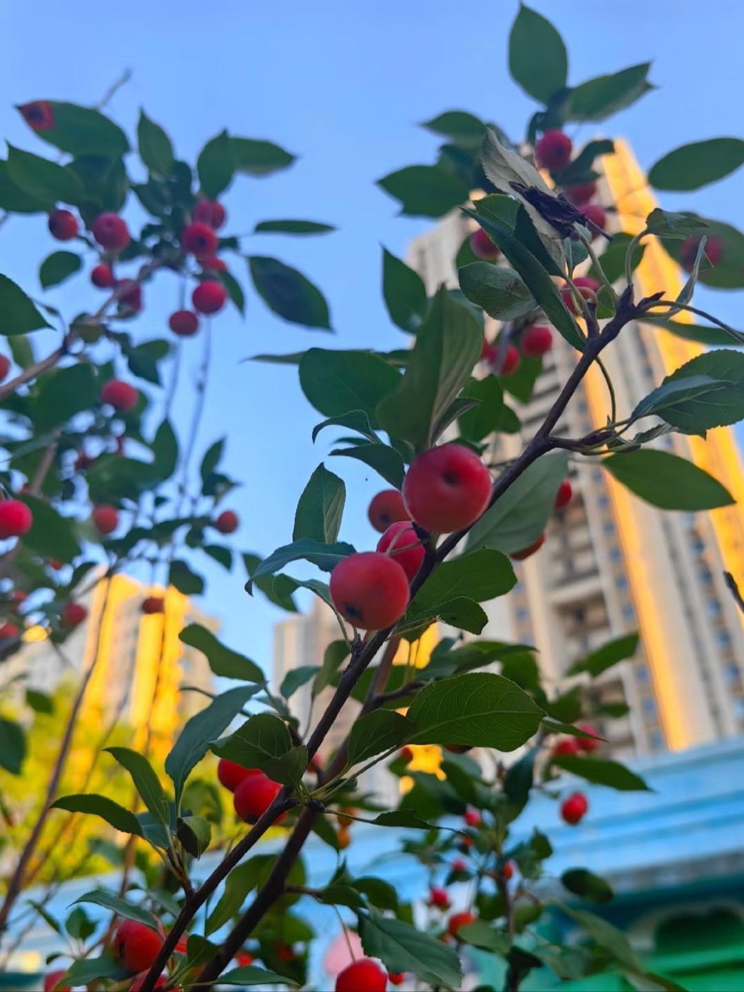 小区里种的这个水果可以吃吗？