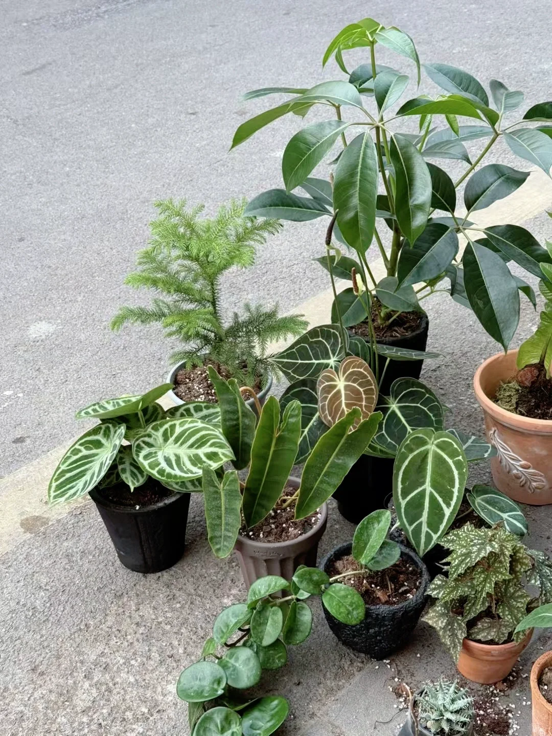 来看看别人逛花市都买啥吧！