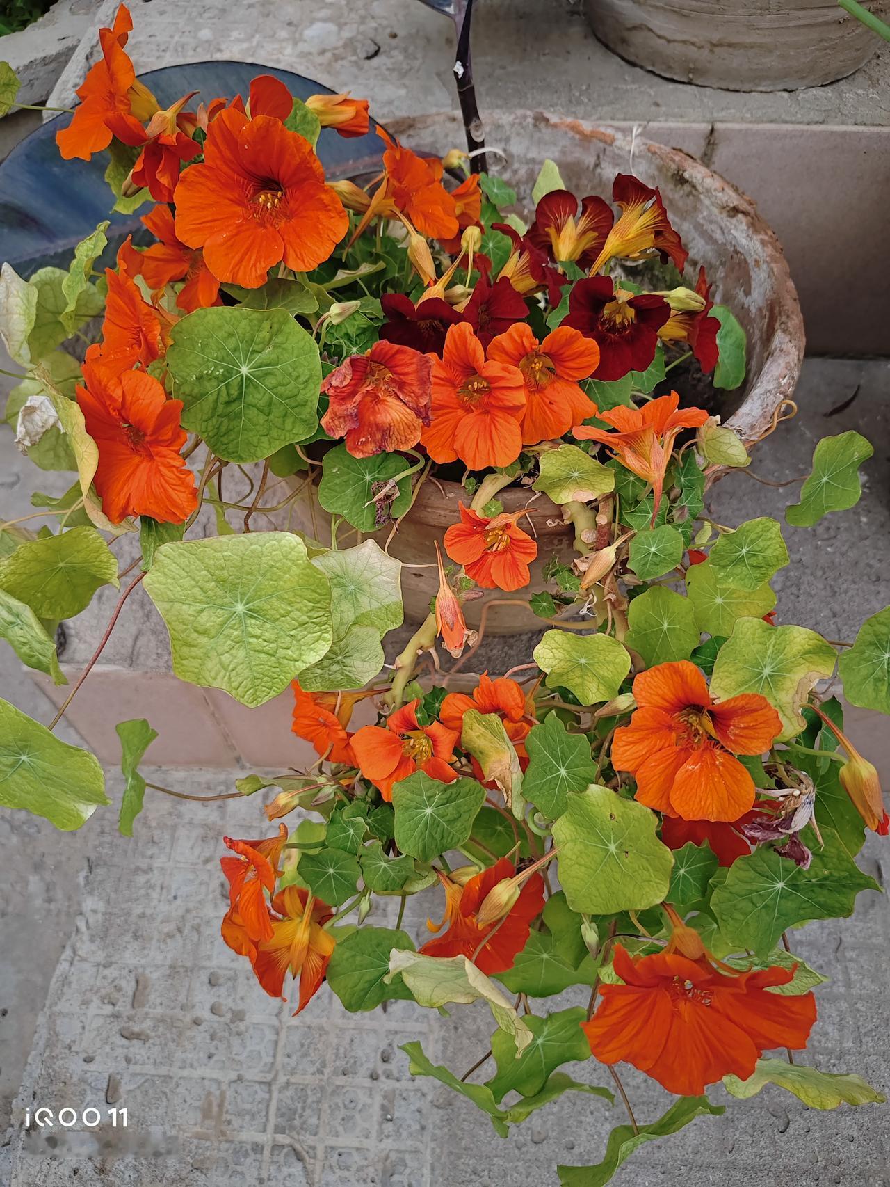 我家的旱金莲，虽然用的花盆不好，但是却能开了一年又一年，而且还能开爆花。
都说旱