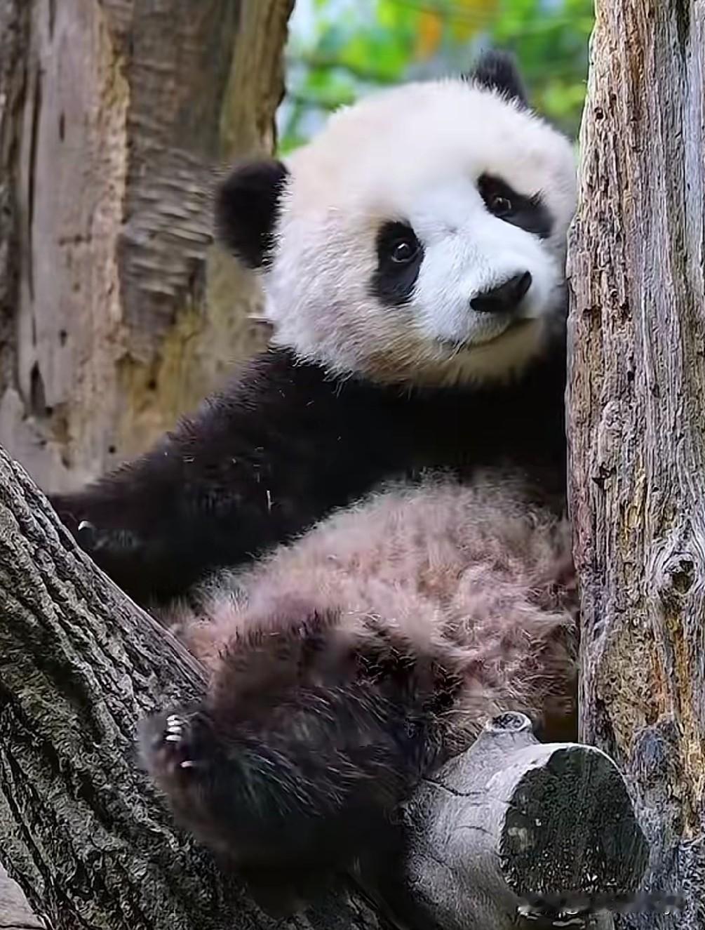 青思妹妹是不是特别会凹造型？妹宝零帧起手就能随机迷倒一众两脚兽，惊起现场哇声一片