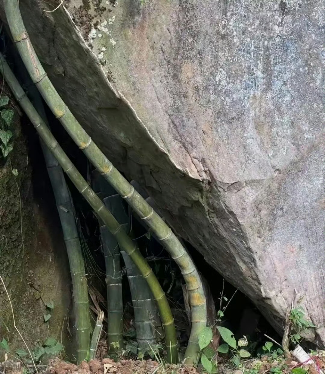 不是都说竹子宁折不弯吗？ 