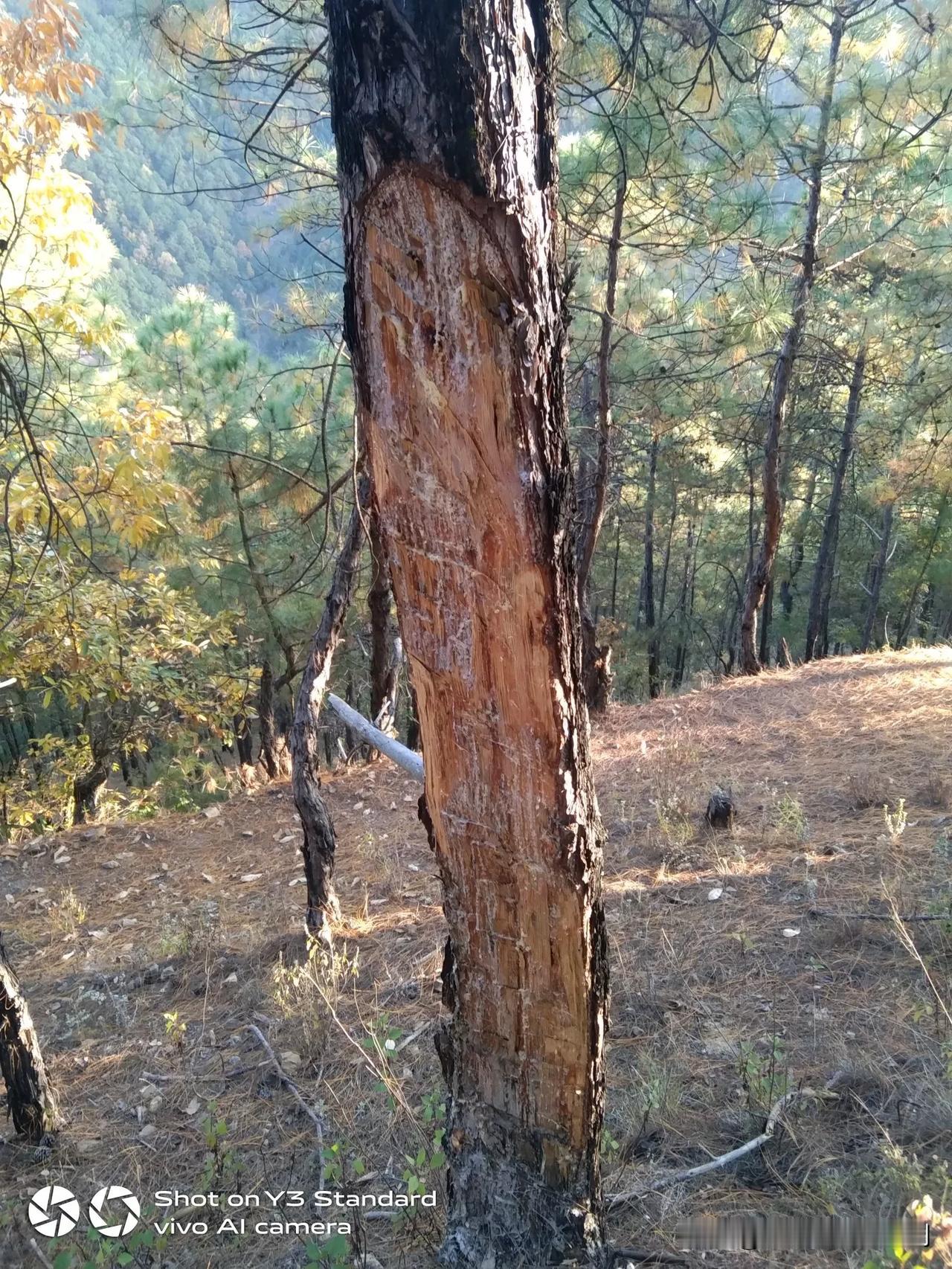 每次去牡丹山地里干活，路过松明子树边，就想起小爷，最喜欢砍松明子。背回家点火，他