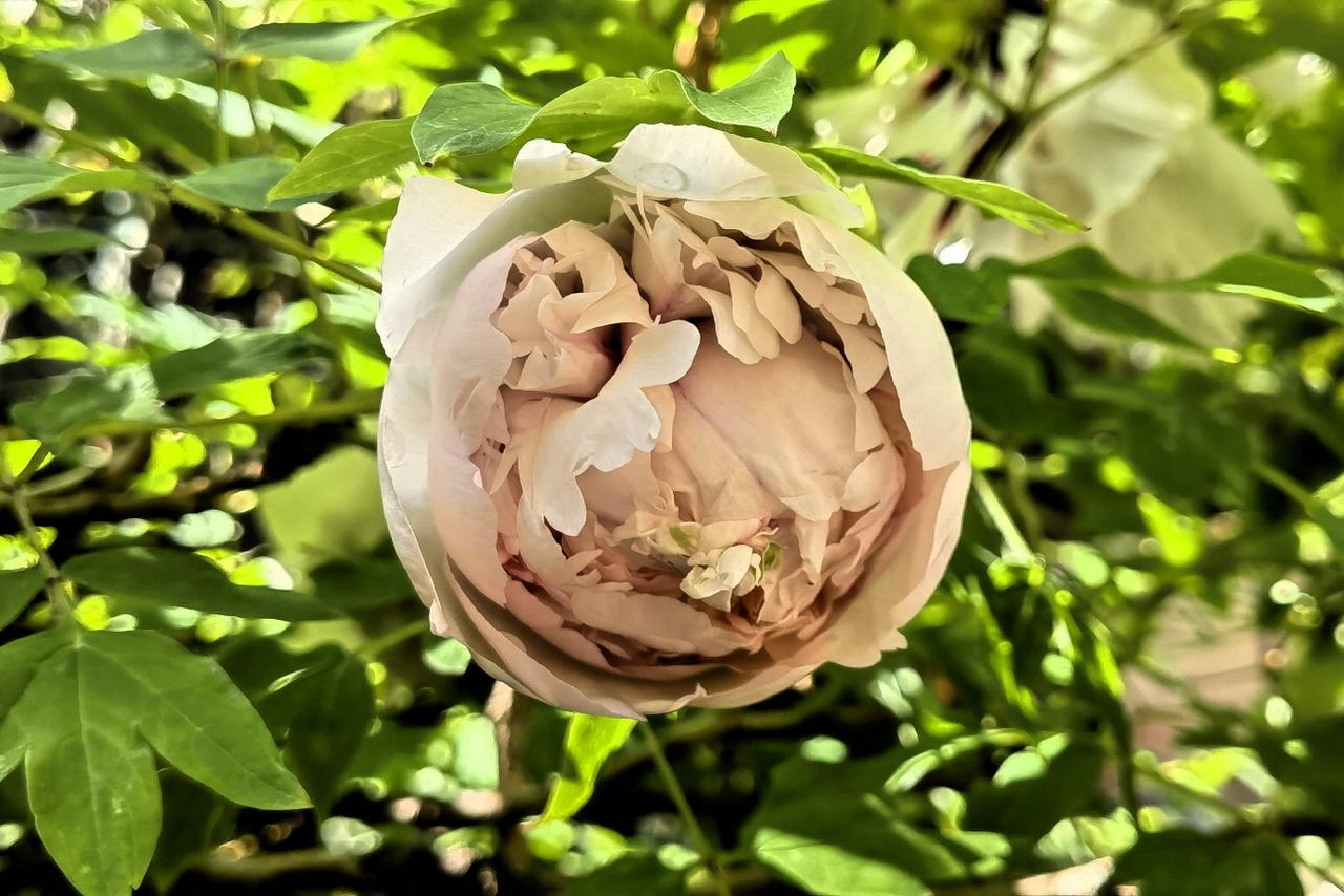 粉花含笑意，绿叶映春光，自家院里牡丹随拍。