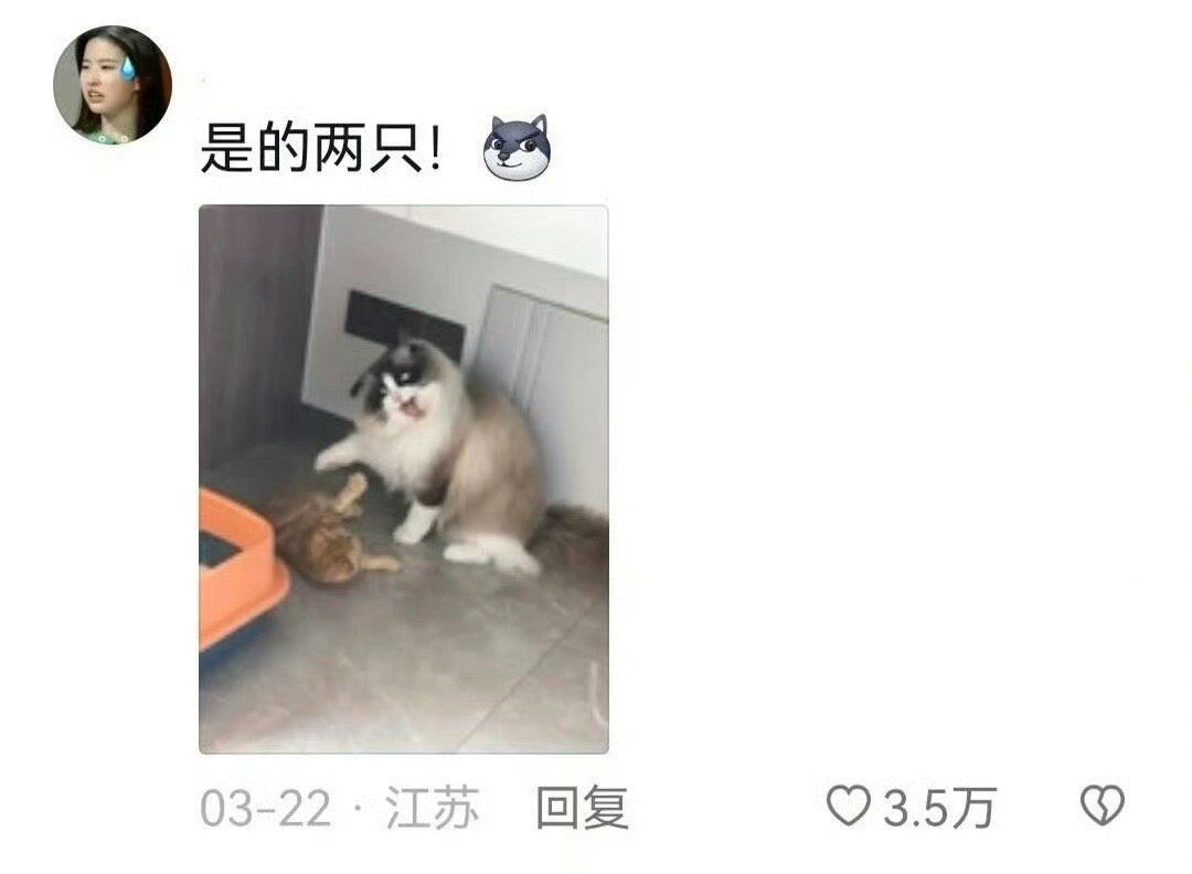#养两只猫的乐趣# 养两只猫也太欢乐了吧[允悲] ​​​