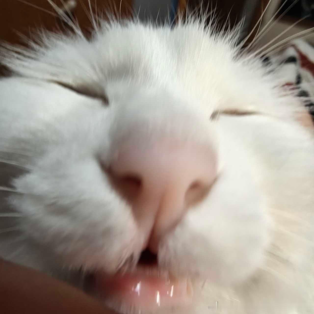 49328【丑猫】凑嘴攻击 