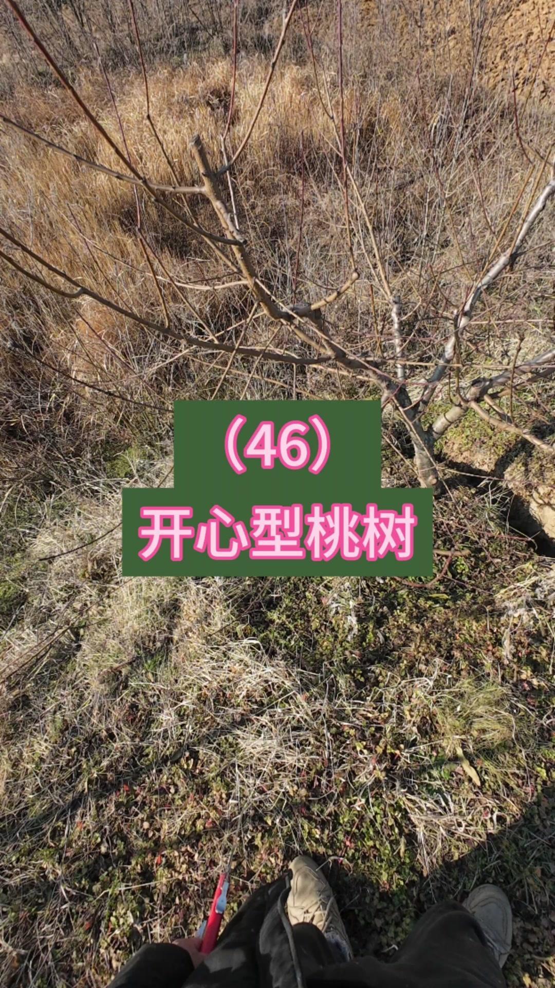 这棵早熟桃品种长势强旺，旺树修剪要注意"轻剪"原则。主枝延伸头必须保持单枝延伸，