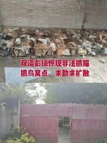 成都双流这事儿闹得挺大，简单说就是有人非法囤了上百只猫。

10月27号，有网友
