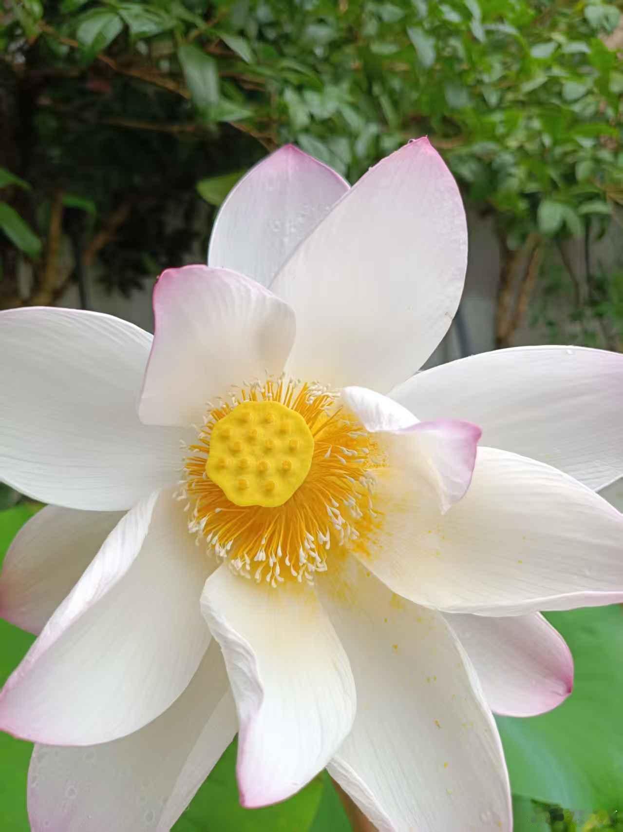小院，夏意盎然。睡莲、荷花、蔬果繁花，人间安稳不过如此。 