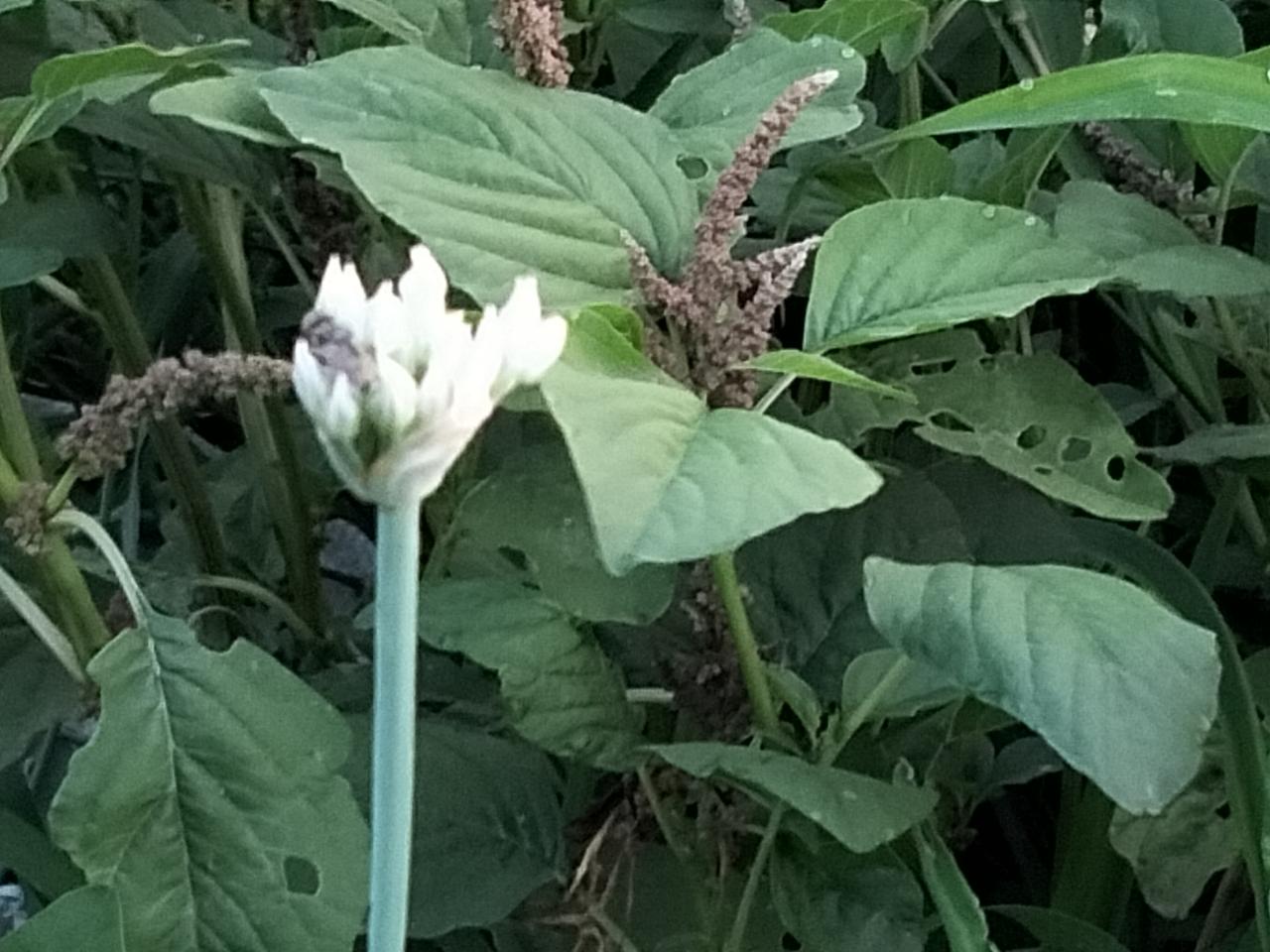 你家的小菜园种了什么菜什么菜不重，问问师友什么菜花？