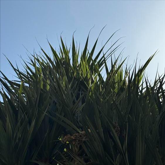 美加州枪击事件中14人中枪4人遇难 | 美富人反对控枪   美民众深受其害
 