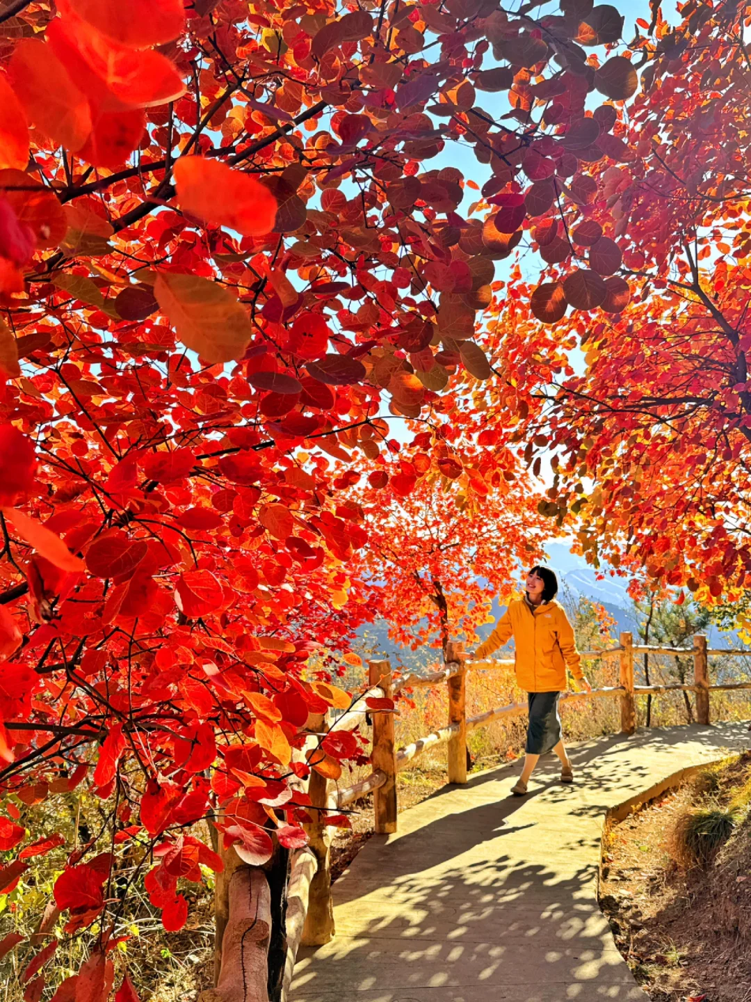 山东这座国家森林公园红叶太惊艳🍁附攻略‼️