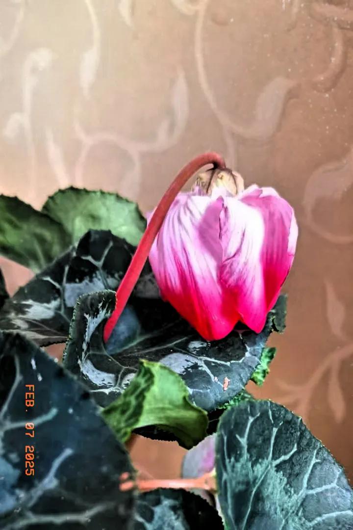 谢谢好友精彩点评[玫瑰]你的支持是我最大的幸运[福][福][福]今天来观赏 谁点
