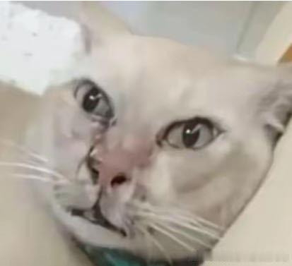 50640【丑猫】丑橘不丑只是不好看 