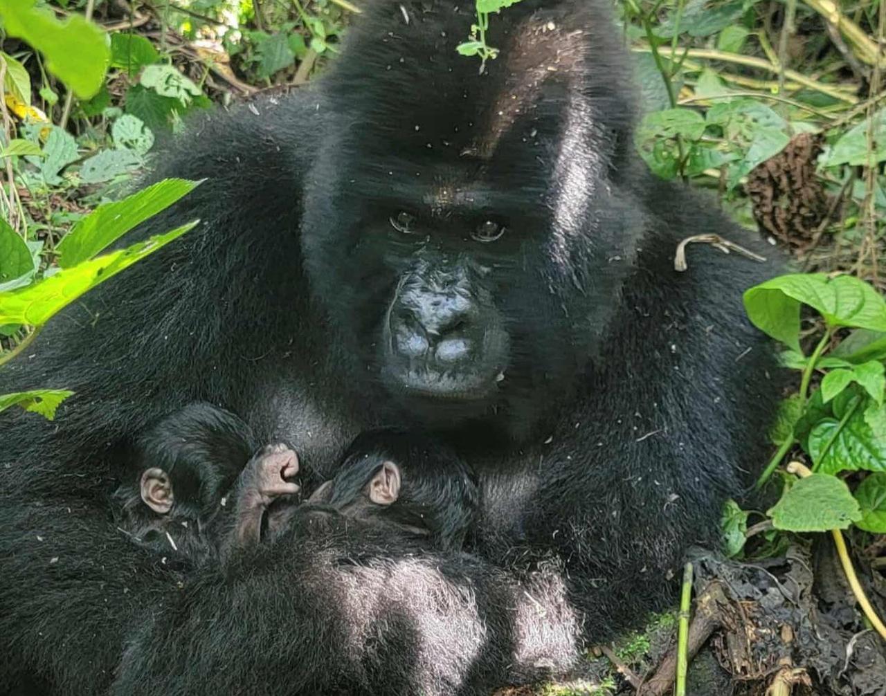 一只濒危山地大猩猩抱着刚出生的双胞胎幼崽。这种大猩猩的数量已从仅剩250只增加到