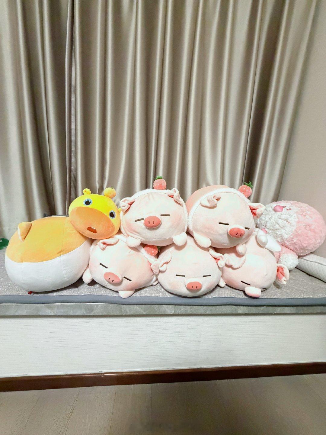 家里快成猪圈了[泪奔]胖胖说他表现好，就买一头猪我：[柯基]梦想是家里有一百头猪