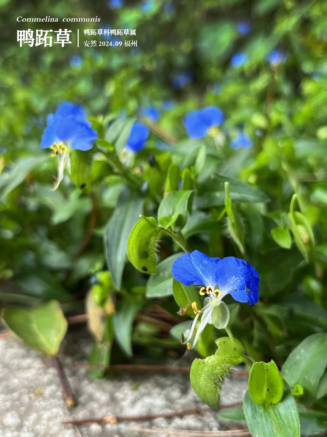 福州植物美图｜结构精巧的鸭跖草花