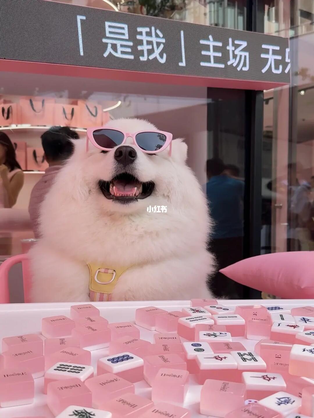 小狗店员正式接客啦！