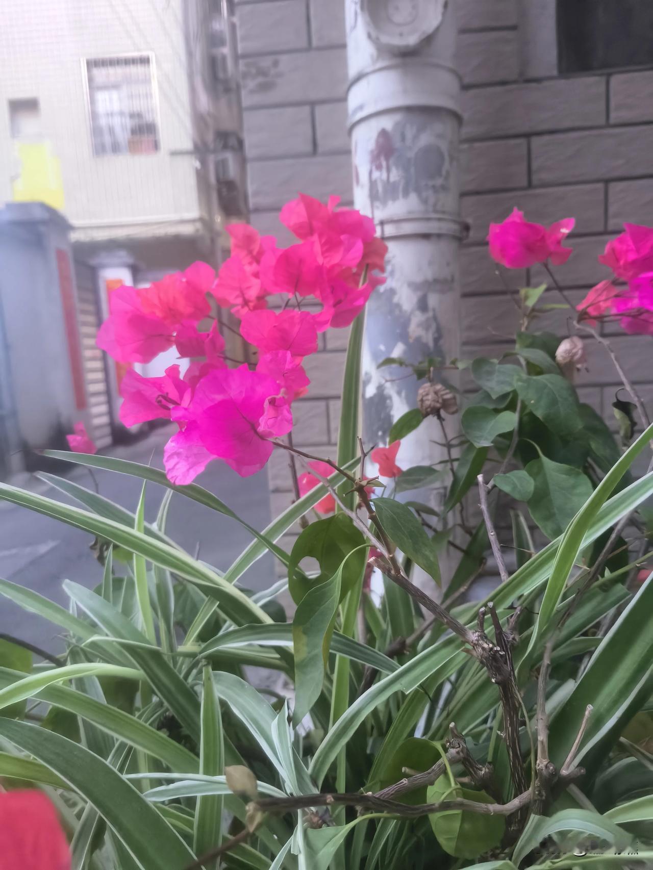 这几日的天气，实在捉摸不定。
前一刻日头还毒辣辣地烤着，闷得人浑身黏腻，连风都像