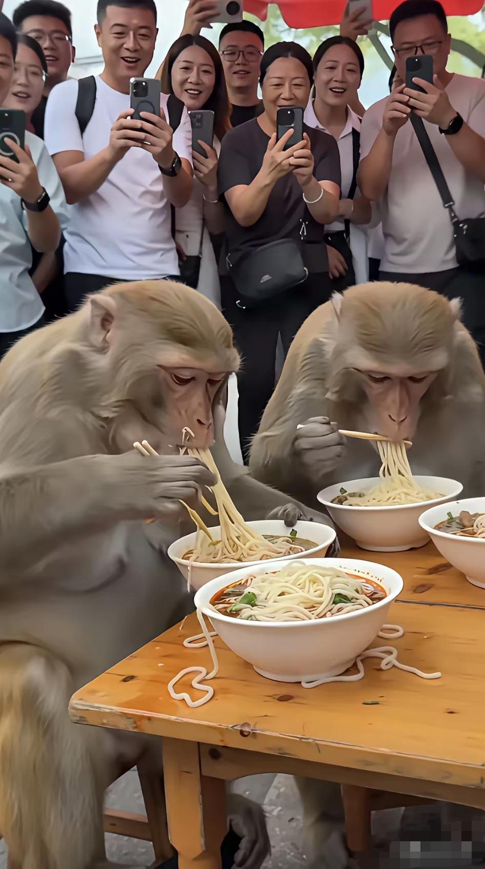 猴子的行为太新奇了