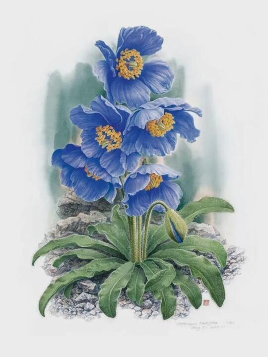 85岁“中国植物画第一人”自传，美到窒息！