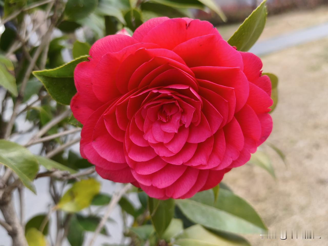 夫妻之间认知高的那个，绝对斗不过认知低的那个。认知低的人觉得自己什么都是正确的。