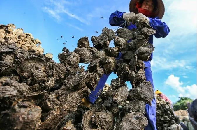 【钦州大蚝：生吃是海，炭烤是魂，难以拒接的美味】
春末夏初，凉风习习，正是烧烤好