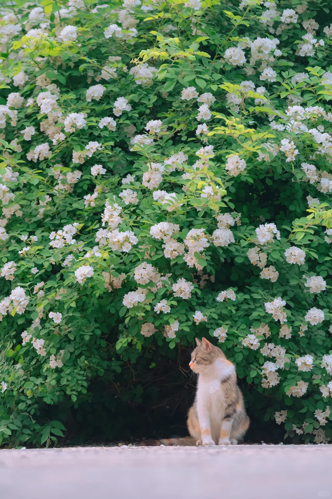 解锁白色蔷薇花：白色恋人