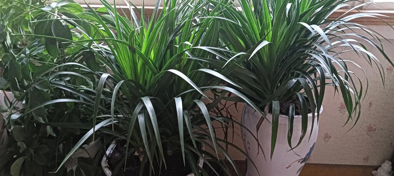 我的种花历史很长 ，从结婚到现在少说也有几十年。种过的品种也是五花八门，对花我是