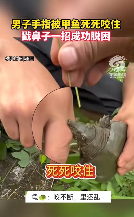 ”8月10日，江西，一男子抓看似温顺无害的甲鱼时，手指被甲鱼死死咬住，就是不撒口