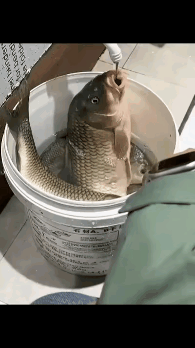 鱼是靠鳃在水里呼吸的，当桶里的水比较少、氧气不足时，它就会本能地把嘴巴探出水面，