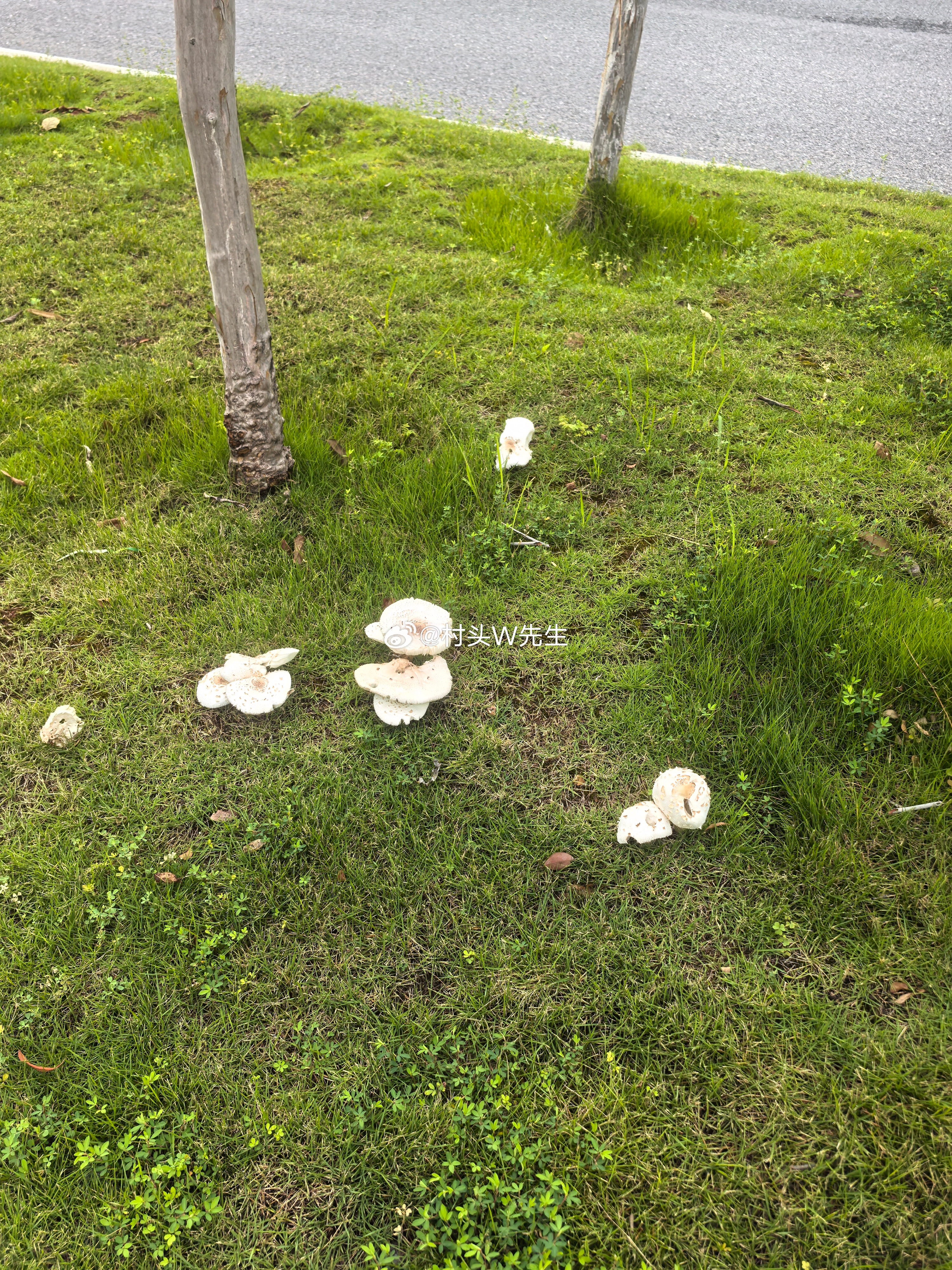 天天下雨，绿化带长出了蘑菇🍄🍄🍄 