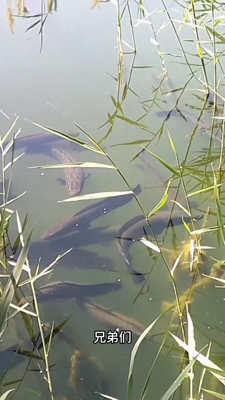 这是什么神仙地方？全是黑鱼。
这是什么神仙地方？全是黑鱼。兄弟们，这个地方钓鱼爽