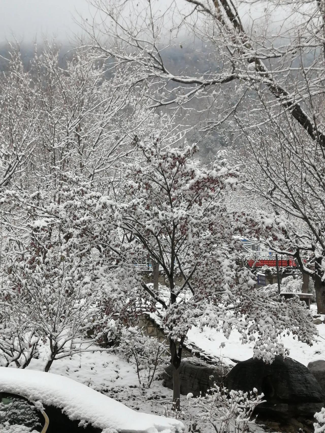 今朝大雪压枯枝！