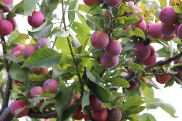 #你最喜欢的季节是什么#我最喜欢的季节——秋的诗意与韵味

四季更迭，每个季节都