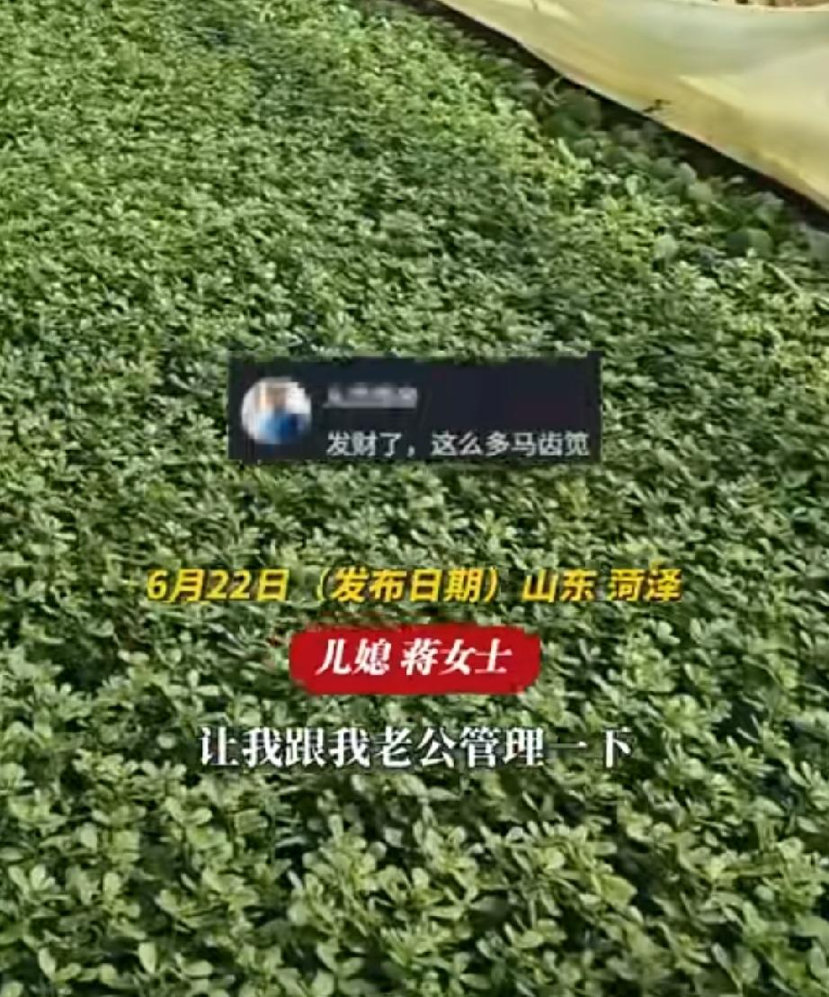 6月22日，山东菏泽曹县，蒋女士的婆婆出院回家。婆婆种了1亩地的大棚油菜，3个星
