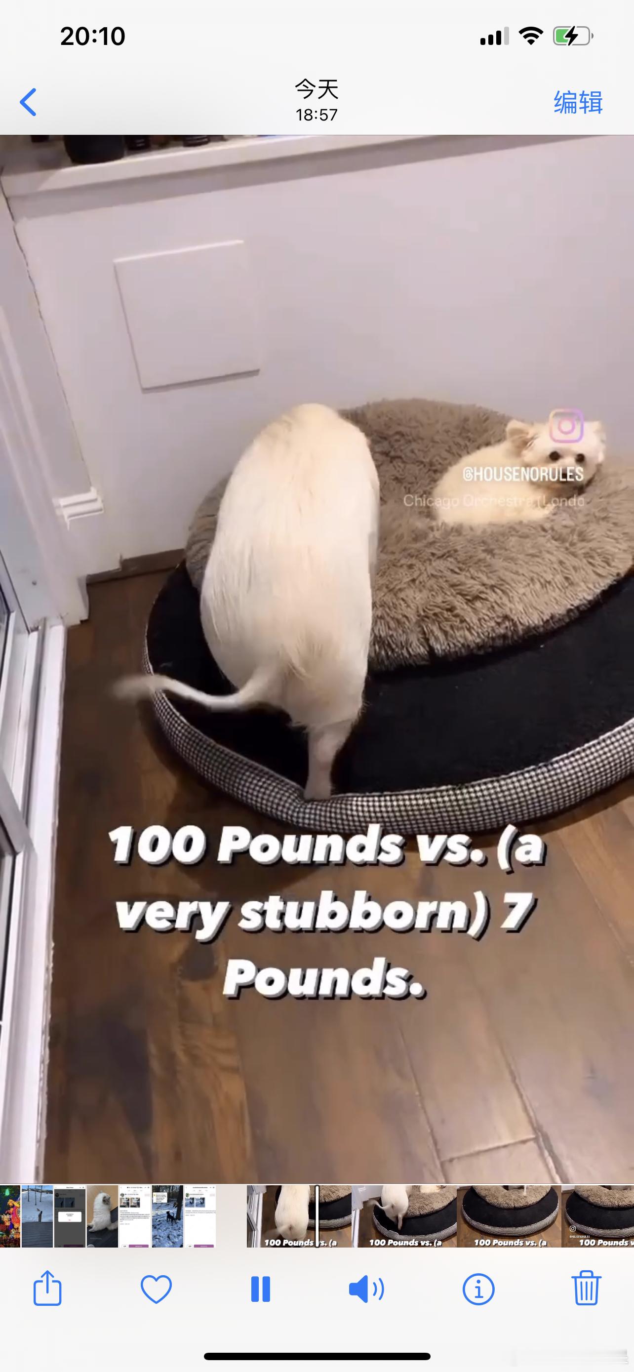 固执的猪猪🐷cr：housenorules 