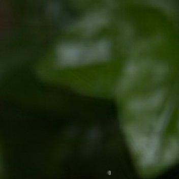 茉莉的种植：茉莉花喜光、喜温暖湿润环境，需排水良好的酸性土壤，以下是其养护要点。