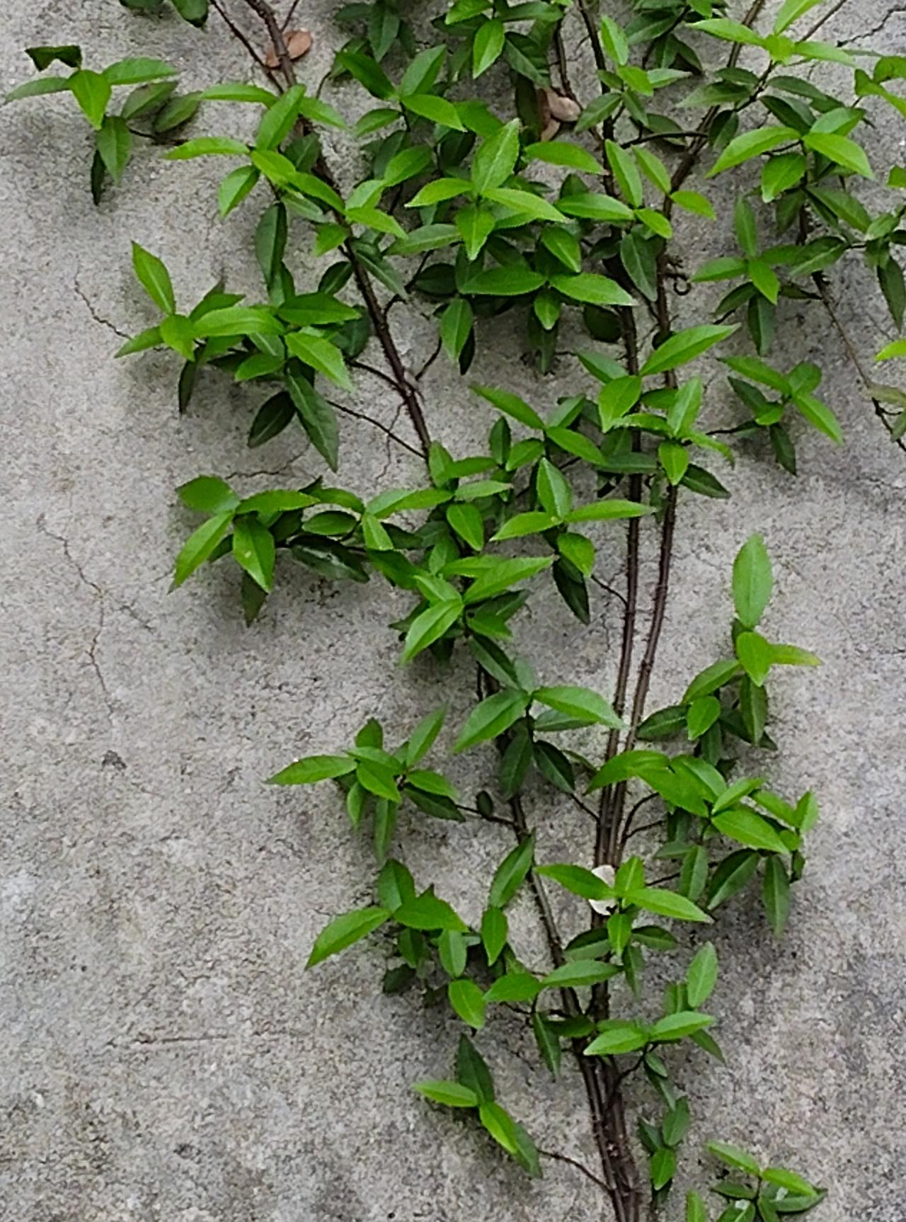 妈妈说她不是结凉粉果的植株，结凉粉果的植株在河那边。

我知道你想吃冰凉粉了，特