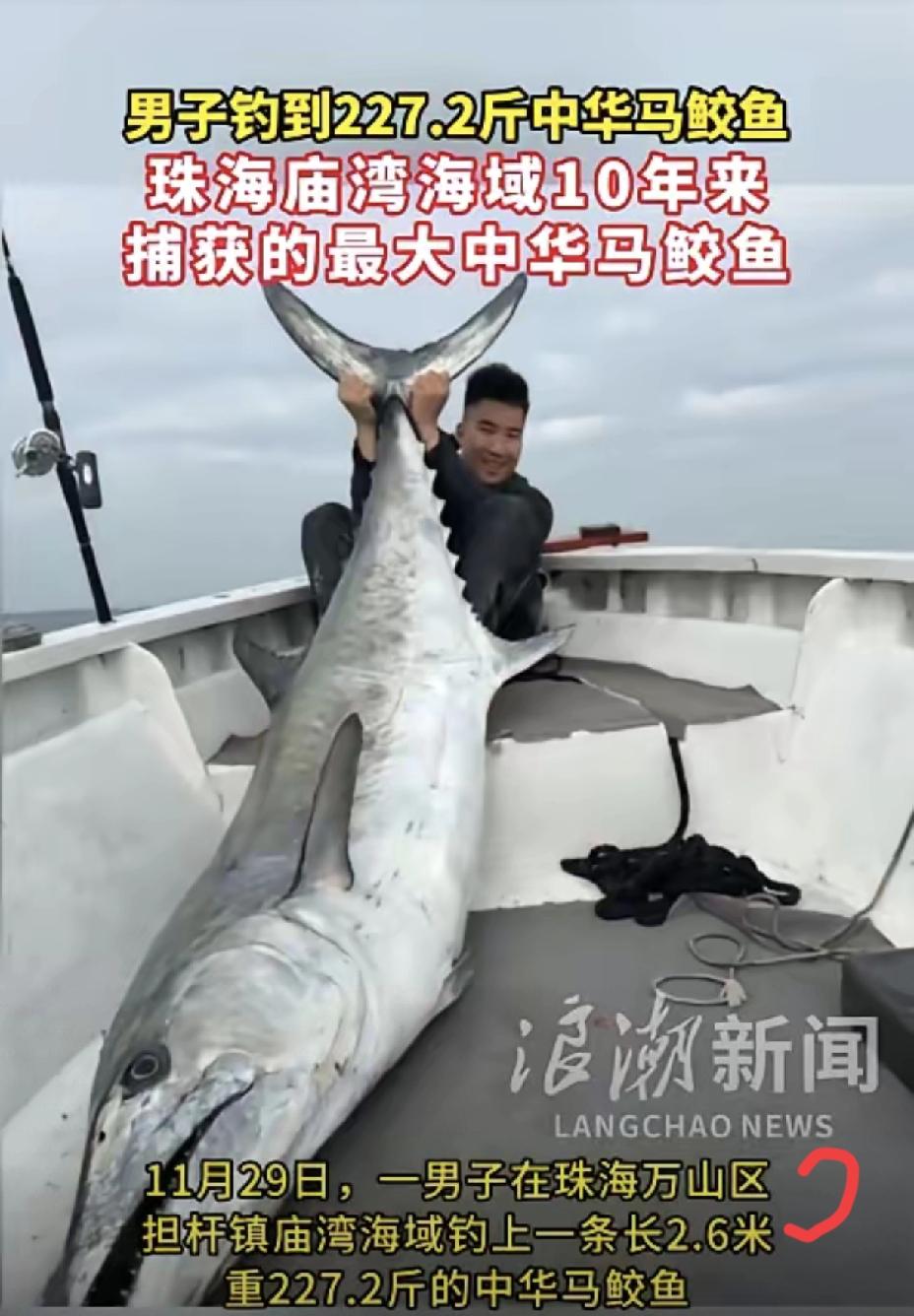 广东珠海男子出海钓上227斤、2.6米长的马鲛鱼，鏖战数小时差点被拖下水，这哪是