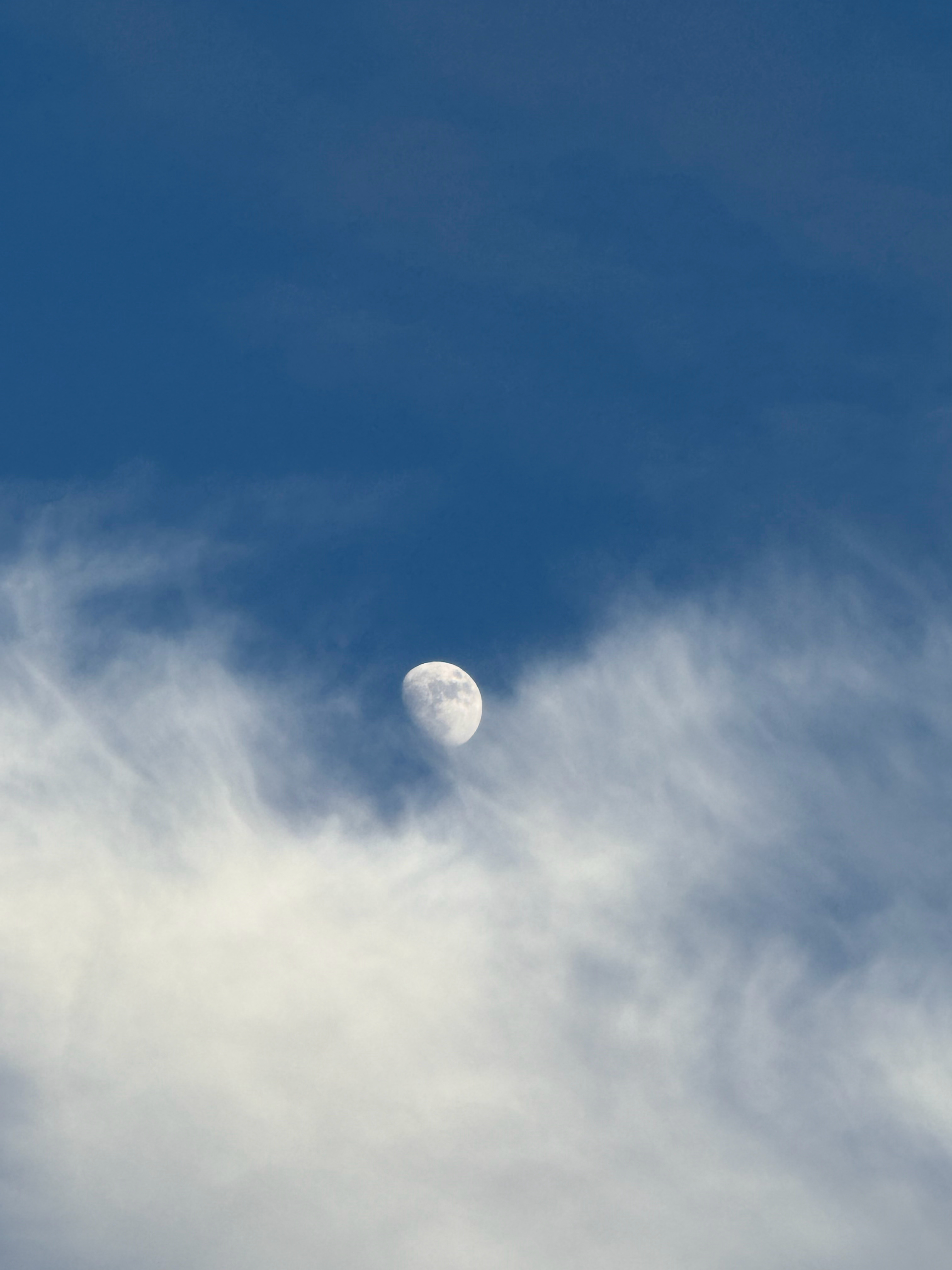 攒的一些[奶牛猫] ​​​